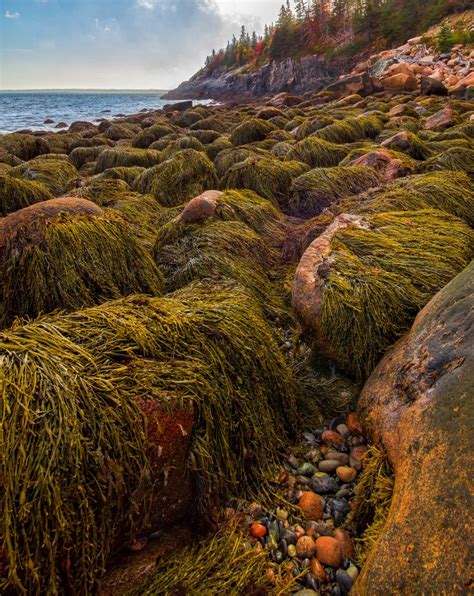 Ocean beafh magic seaweed